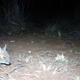 Illustration for article titled Camera-Traps Detect Extinct Wallabies In Western Australia